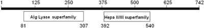 Functional Characterization of a Novel Oligoalginate Lyase of Stenotrophomonas maltophilia KJ-2 Using Site-Specific Mutation Reveals Bifunctional Mode of Action, Possessing Both Endolytic and Exolytic Degradation Activity Toward Alginate in Seaweed Biomass